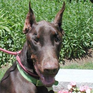 Doberman Rescue Unlimited