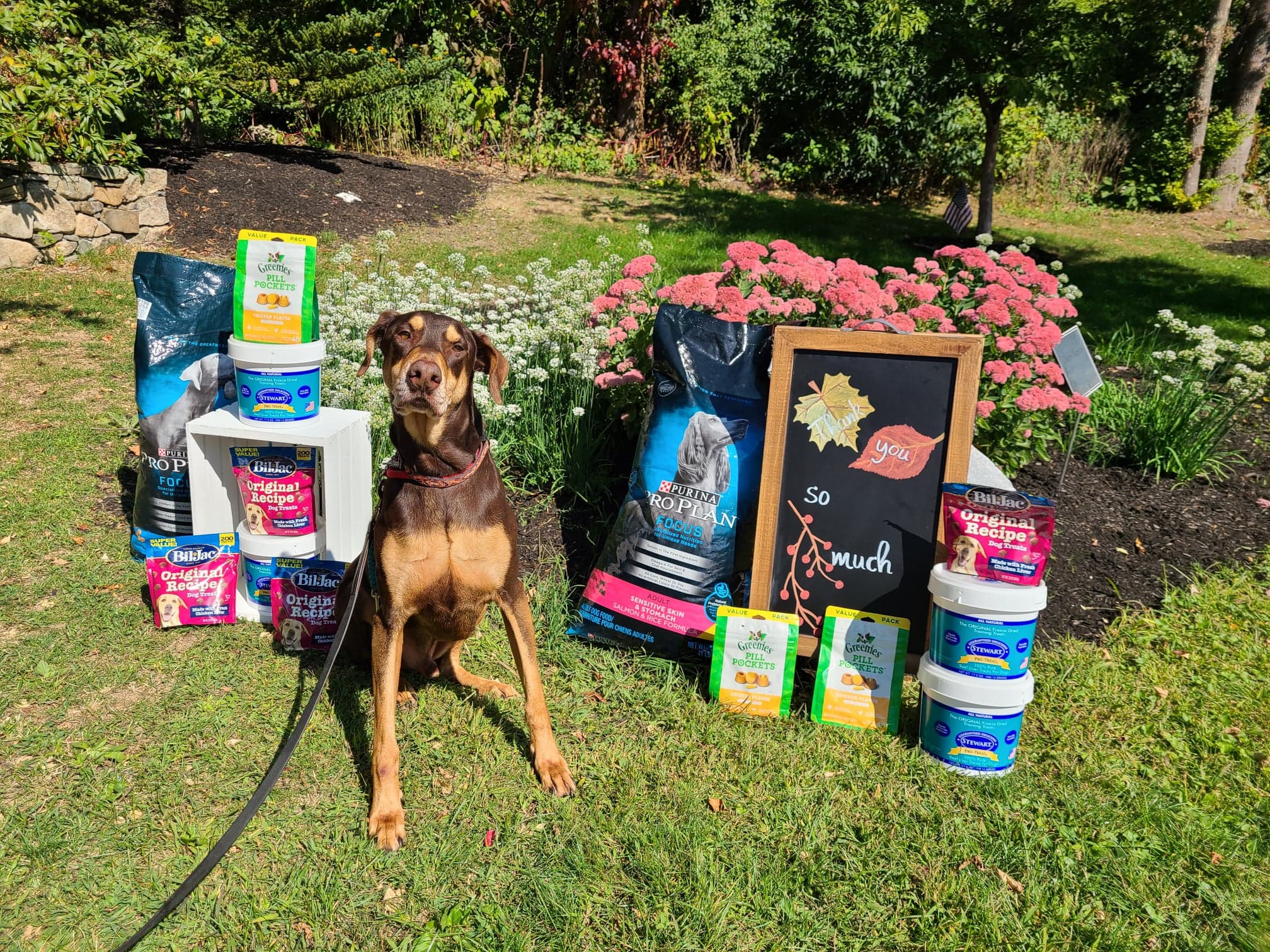 Hannaford clearance dog food