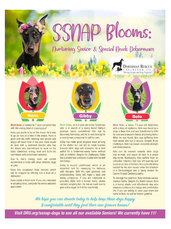 Cover image for the DRU SSNAP Blooms flyer